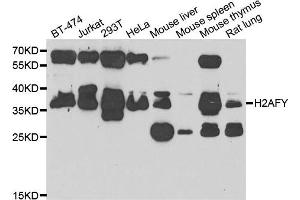 Western blot analysis of extracts of various cell lines, using H2AFY antibody. (H2AFY 抗体)