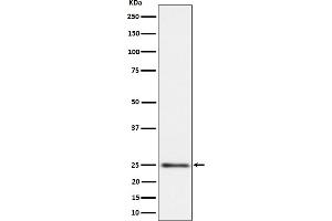 Western blot analysis of MRPS15 expression in HeLa cell lysate.
