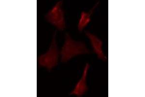 Immunofluorescence (fixed cells) (IF/ICC) image for anti-Leukocyte Immunoglobulin-Like Receptor, Subfamily A (With TM Domain), Member 1 (LILRA1) (N-Term) antibody (ABIN6258936)