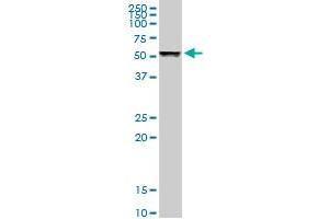 TUBB1 MaxPab rabbit polyclonal antibody. (TUBB1 抗体  (AA 1-451))