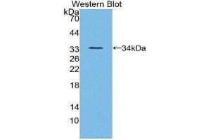 Western Blotting (WB) image for anti-Angiopoietin-Like 3 (ANGPTL3) (AA 22-281) antibody (ABIN1858003) (ANGPTL3 抗体  (AA 22-281))
