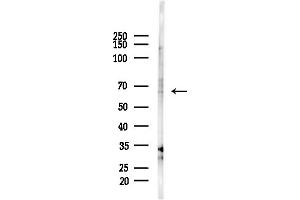anti-Tudor and KH Domain Containing (TDRKH) (Internal Region) antibody