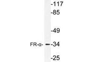 Western blot (WB) analysis of FR-α antibody in extracts from HUVEC cells. (FOLR1 抗体)