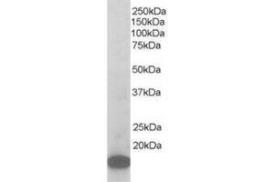 Image no. 1 for anti-Actin Related Protein 2/3 Complex, Subunit 3, 21kDa (ARPC3) (C-Term) antibody (ABIN374430) (ARPC3 抗体  (C-Term))