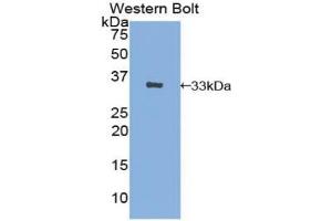 Western Blotting (WB) image for anti-Solute Carrier Family 4, Anion Exchanger, Member 1 (erythrocyte Membrane Protein Band 3, Diego Blood Group) (SLC4A1) (AA 35-290) antibody (ABIN7441895)