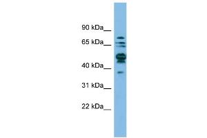 WB Suggested Anti-SHMT1 Antibody Titration: 0. (SHMT1 抗体  (N-Term))