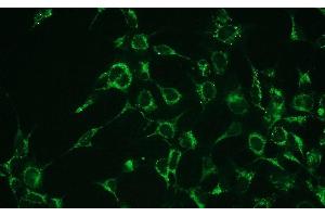 Immunocytochemistry (ICC) image for anti-BCL2-Associated X Protein (BAX) (N-Term) antibody (ABIN870624) (BAX 抗体  (N-Term))