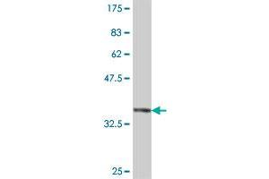 Western Blot detection against Immunogen (37. (FBXW8 抗体  (AA 499-598))