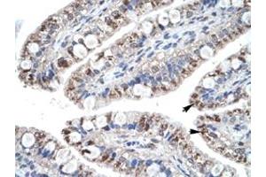 Immunohistochemical staining (Formalin-fixed paraffin-embedded sections) of human intestine with CCL18 polyclonal antibody  at 4-8 ug/mL working concentration.