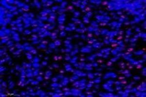Immunofluorescent analysis of paraformaldehyde-fixed rat spleen using,APRIL (ABIN7072887) at dilution of 1: 600 (ANP32B 抗体)