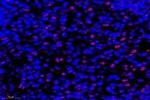 Immunofluorescent analysis of paraformaldehyde-fixed rat spleen using,APRIL (ABIN7072887) at dilution of 1: 600