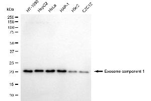 anti-Exosome Component 1 (EXOSC1) antibody
