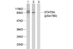 Western blot analysis of extracts from HeLa cells using STAT5A (phospho-Ser780) antibody (E011049). (STAT5A 抗体  (pSer780))