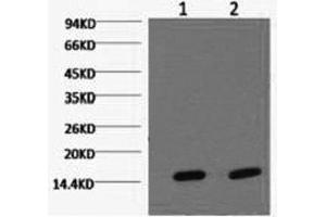 Western Blot analysis of Hela cells using COX4I1 Monoclonal Antibody at dilution of 1) 1:2000 2) 1:5000. (COX IV 抗体)