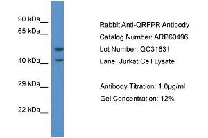 Western Blotting (WB) image for anti-Pyroglutamylated RFamide Peptide Receptor (QRFPR) (C-Term) antibody (ABIN2788468) (QRFPR 抗体  (C-Term))