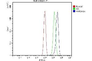 anti-Protein Phosphatase 2, Regulatory Subunit A, alpha (PPP2R1A) (Middle Region) antibody