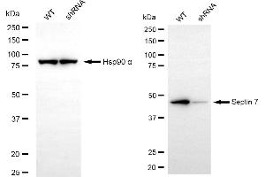 Western blotting analysis using septin 7 antibody (ABIN7800296). (Recombinant Septin 7 抗体)
