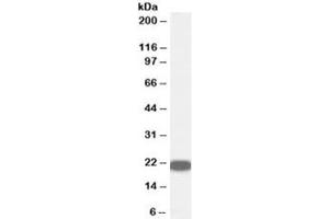 Western blot testing of human prostate lysate with RKIP antibody at 0. (PEBP1 抗体)