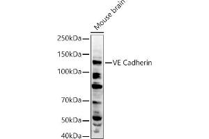 Western blot analysis of extracts of Mouse brain, using VE Cadherin antibody (ABIN3015298, ABIN3015299, ABIN3015300 and ABIN6213971) at 1:500 dilution. (Cadherin 5 抗体  (AA 259-358))