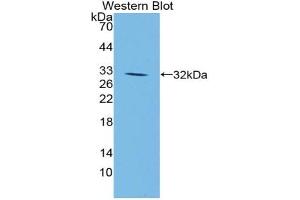 Western blot analysis of the recombinant protein. (JAG1 抗体  (AA 826-1084))