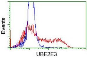 Image no. 2 for anti-Ubiquitin-Conjugating Enzyme E2E 3 (UBE2E3) antibody (ABIN1501620) (UBE2E3 抗体)