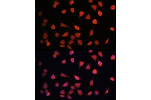 Immunofluorescence analysis of L929 cells using MRPS27 Rabbit pAb  at dilution of 100 (40x lens). (MRPS27 抗体  (AA 255-414))