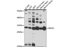 Western blot analysis of extracts of various cell lines, using R antibody (ABIN7269879) at 1:1000 dilution. (RASD1 抗体  (AA 132-281))