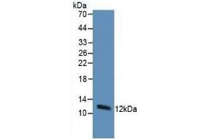 Detection of Trx in Human Hepg2 Cells using Monoclonal Antibody to Thioredoxin (Trx) (TXN 抗体  (AA 1-105))