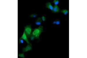Image no. 4 for anti-ERG, ETS transcription factor (ERG) antibody (ABIN1498078) (ERG 抗体)