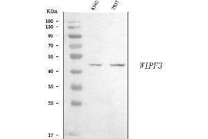 Western blot analysis of WIPF3 using anti-WIPF3 antibody (ABIN7602943).