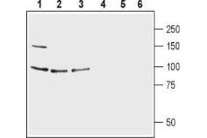 Western blot analysis of human CCF-STTG1 astrocytoma cell lysate (lanes 1 and 4), mouse brain lysate (lanes 2 and 5) and rat brain lysate (lines 3 and 6):1-3. (Glutamate Receptor, Ionotropic, delta 1 (GRID1) Peptide)