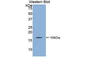 Western Blotting (WB) image for anti-Quiescin Q6 Sulfhydryl Oxidase 1 (QSOX1) (AA 394-519) antibody (ABIN1860392) (QSOX1 抗体  (AA 394-519))