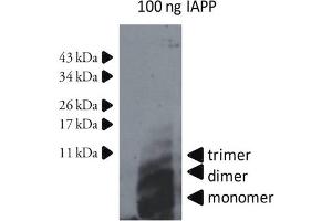 Western Blotting (WB) image for anti-Islet Amyloid Polypeptide (IAPP) antibody (ABIN334637) (Amylin/DAP 抗体)