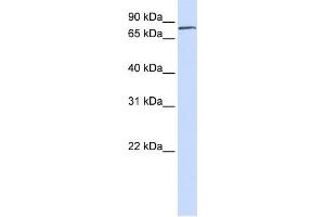WB Suggested Anti-FERMT1 Antibody Titration:  0.