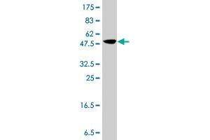 Western Blot detection against Immunogen (37. (IGSF8 抗体  (AA 220-322))