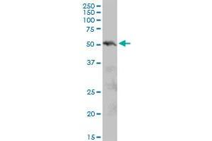 PIAS2 MaxPab polyclonal antibody. (PIAS2 抗体  (AA 1-572))