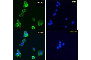 ABIN625829 Immunofluorescence analysis of paraformaldehyde fixed HepG2 cells, permeabilized with 0.
