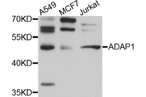 Western blot analysis of extracts of various cell lines, using ADAP1 antibody (ABIN5972533) at 1/1000 dilution. (ADAP1 抗体)