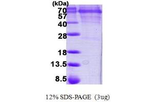 SDS-PAGE (SDS) image for Calcium/calmodulin-Dependent Protein Kinase IV (CAMK4) (AA 1-473) protein (His tag) (ABIN668012) (CAMK4 Protein (AA 1-473) (His tag))