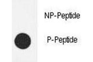 Dot blot analysis of phospho-eNos antibody. (ENOS 抗体  (pSer1177))