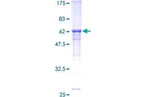 Image no. 1 for Carcinoembryonic Antigen-Related Cell Adhesion Molecule 6 (CEACAM6) (AA 1-344) protein (GST tag) (ABIN1349077)