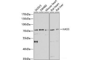 Western blot analysis of extracts of various cell lines using HAS3 Polyclonal Antibody at dilution of 1:1000. (HAS3 抗体)
