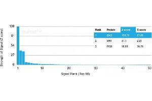 Analysis of Protein Array containing more than 19,000 full-length human proteins using Endoglin / CD105 Mouse Monoclonal Antibody (ENG/3269). (Endoglin 抗体  (AA 74-251))