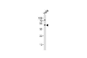 Western blot analysis of lysate from Hela cell line, using VPS4A Antibody (N-term) (ABIN6243379 and ABIN6577499).