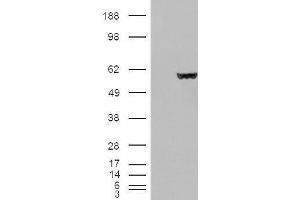 HEK293 overexpressing Fumarase (ABIN5498812) and probed with ABIN190758 (mock transfection in first lane). (FH 抗体  (Internal Region))