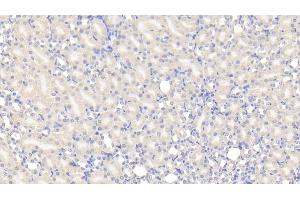 Detection of TUFT in Mouse Kidney Tissue using Polyclonal Antibody to Tuftelin (TUFT) (TUFT1 抗体  (AA 1-390))