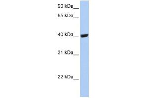 WB Suggested Anti-SELENBP1 Antibody Titration:  0. (SELENBP1 抗体  (C-Term))