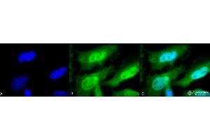 Immunocytochemistry/Immunofluorescence analysis using Rat Anti-HSF1 Monoclonal Antibody, Clone 10H8 .