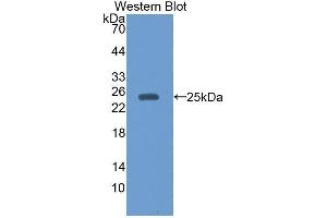 Western Blotting (WB) image for anti-Interleukin-27 subunit beta (IL-27b) (AA 21-229) antibody (ABIN3201742) (EBI3 抗体  (AA 21-229))