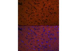 Immunofluorescence (IF) image for anti-Syntaxin 1A (Brain) (STX1A) antibody (ABIN7270684)